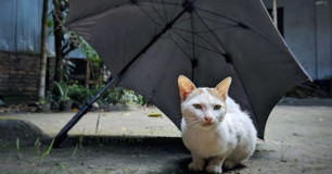 Expressões em inglês | Raining cats and dogs